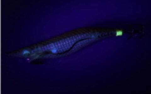 EMERALDAS SHINE LC LASER IMPACT 3.0  ORANGE AJI